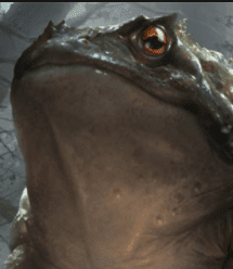 Giant toad 5e