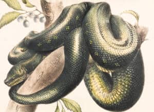 Giant poisonous snake 5e DnD