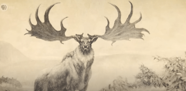 Giant Elk 5e